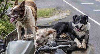 Cane precipita in un pozzo profondo 12 metri: l’epilogo della storia lascia senza fiato