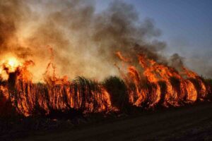 Arbusti in fiamme