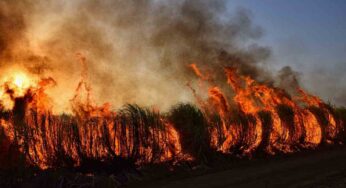 Cane scompare nel nulla durante un incendio: ritrova il padrone dopo quattro mesi. Ecco come è sopravvissuto